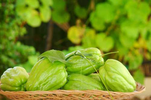 Bị những bệnh này chỉ cần quả su su là khỏi