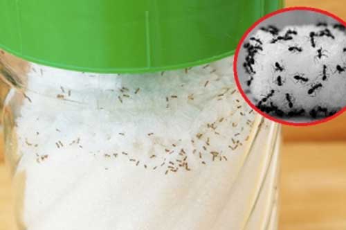 Mẹo "nhỏ mà có võ" giúp đuổi sạch kiến ra khỏi lọ đường