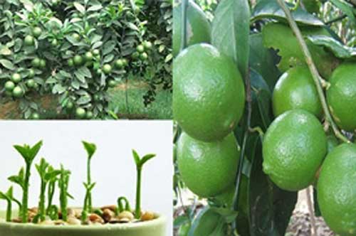 Cách trồng chanh trên sân thượng cho ăn trái quanh năm