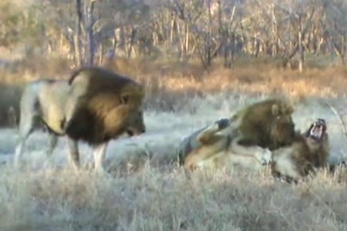 CLIP: Đàn trâu rừng "can ngăn" bầy sư tử đánh nhau
