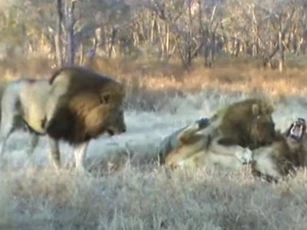 CLIP: Đàn trâu rừng "can ngăn" bầy sư tử đánh nhau