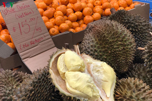 Australia: Thị trường đầy hứa hẹn của sầu riêng Việt Nam