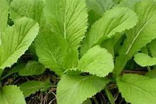 Cải bẹ xanh chính là "thần dược" ngừa ung thư cực hiệu quả và còn giúp bạn sống khỏe thọ lâu