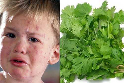 Rau mùi: "Thần dược" chữa bệnh thủy đậu mà ai ai cũng cần "giắt lưng"