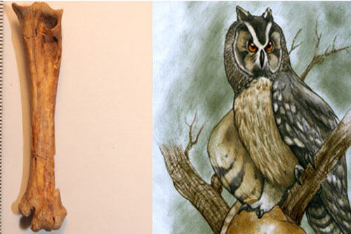 Phát hiện hóa thạch chim cú khổng lồ sống cách đây 40.000 năm