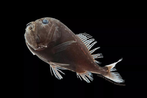 Loài cá quỷ 'siêu đen', tàng hình trước kẻ thù