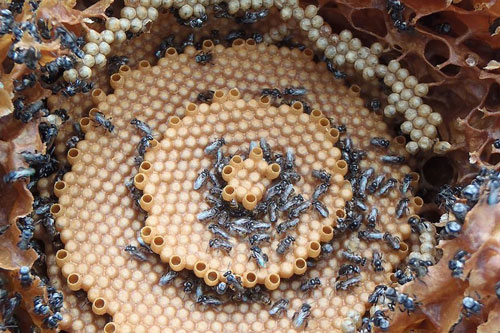 Những chiếc tổ xoắn ốc đẹp đến đáng kinh ngạc của loài ong