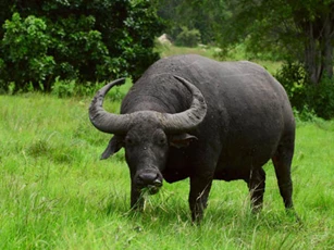 'Thần Tài ban thưởng', 4 con giáp này dễ gặp may đủ đường, tiền tiêu không hết trong tháng 6, 7 Âm lịch
