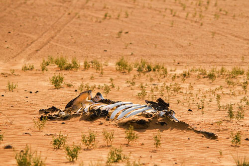Đại tuyệt chủng lần 6 đang diễn ra nhanh hơn nhiều so với mọi dự báo