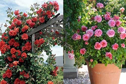 Bí quyết chăm hoa hồng để cây ra nhiều hoa và ít sâu bệnh