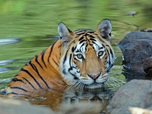 Top 3 con giáp dễ bị tiểu nhân hãm hại, tiền bạc thất thoát trong 2 ngày cuối tuần này