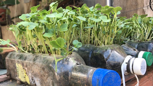 CLIP: Hướng dẫn dùng chai nhựa trồng rau mầm tại nhà vô cùng đơn giản