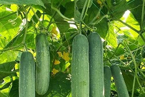 Mách bạn cách trồng dưa leo trong thùng xốp cho quả sai trĩu cả nhà ăn không xuể