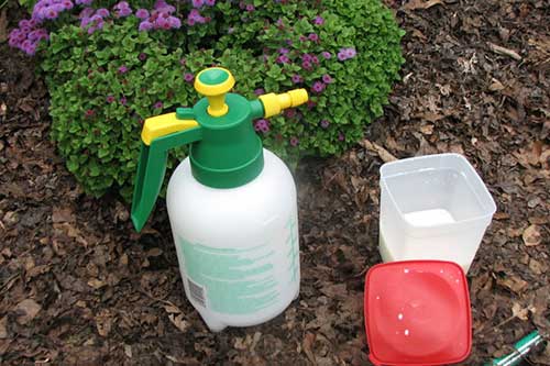 Sữa hết hạn - công dụng “thần thánh” để trồng rau và làm việc nhà cho chị em