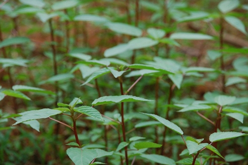 Rau đay - "thần dược" rẻ tiền ít người biết đến