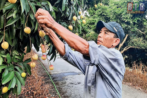 Thái Bình: Làm giàu từ trồng vải u trứng