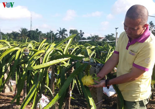 Tiền Giang: Làm giàu từ mô hình trồng thanh long giống mới, thích ứng hạn mặn