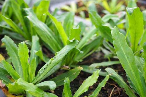 Dùng 1 nắm lá mùi tàu theo cách này giúp bạn "đánh bay" 6 căn bệnh thường gặp, hiệu nghiệm nhanh đến bất ngờ