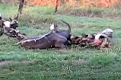 CLIP: Đàn chó hoang đoạt mạng linh dương Nyala