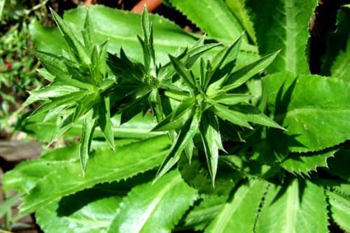 Dù chật hẹp tới đâu gia đình bạn cũng cần trồng cây này, nếu không có thể sẽ hối hận