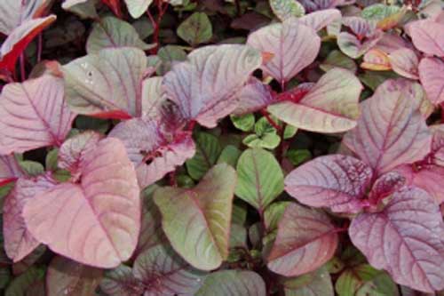 Rau dền cực bổ nhưng khi ăn cần biết 5 điều cấm kỵ tránh rước bệnh vào người