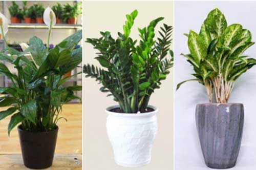 Trồng 4 loại cây này trong nhà hút tài lộc, có thể gia chủ đổi vận tiền bạc ào ào kéo tới cửa