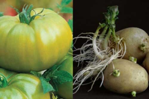 4 loại rau củ quen thuộc chứa đầy độc tố gây ung thư, nhiều người vẫn vô tư ăn mỗi ngày