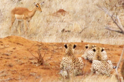 Linh dương Impala tự mình ‘hiến mạng’ cho mẹ con báo săn