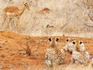 Linh dương Impala tự mình ‘hiến mạng’ cho mẹ con báo săn