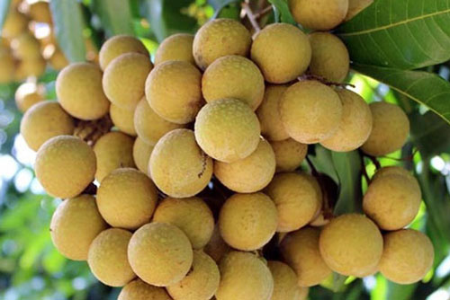 Gần 30 tấn nhãn huyện Sông Mã xuất khẩu chính ngạch sang Trung Quốc