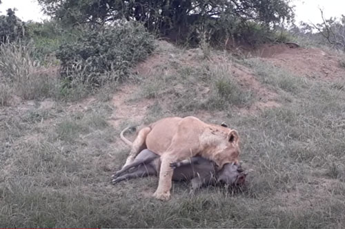 CLIP: Lợn bướu bỏ mạng dưới nanh vuốt của sư tử