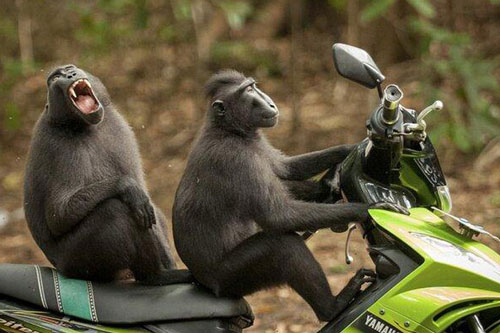 Động vật có ngôn ngữ hay không? Chúng trò chuyện với nhau bằng cách nào?