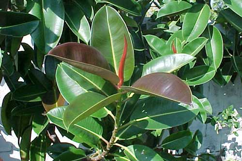 Nếu không trồng cây này trong nhà bạn đã "sống phí 1 đời"