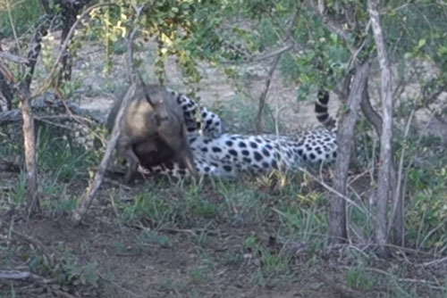 CLIP: Báo hoa mai đoạt mạng lợn bướu trong "một nốt nhạc"