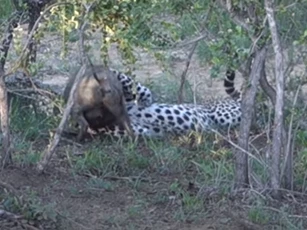 CLIP: Báo hoa mai đoạt mạng lợn bướu trong "một nốt nhạc"