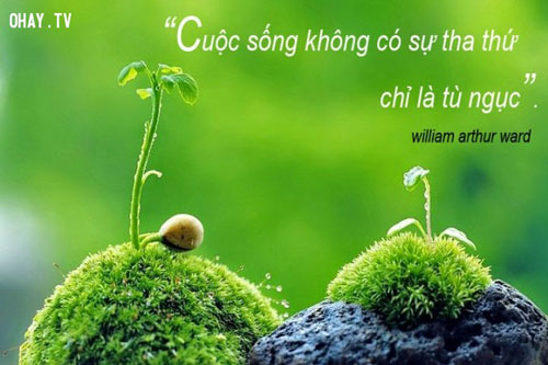 Tha thứ cho kẻ thù là "phóng thích" chính mình