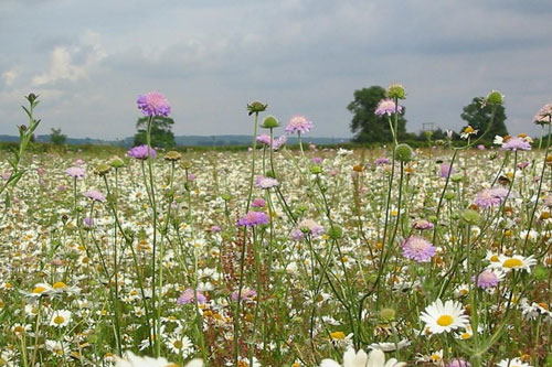 Kế hoạch "cao tốc hoa dại" giúp bảo vệ loài thụ phấn tại Anh