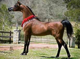 Top 3 con giáp được 'trời ban phước', dễ giàu sang tột độ, đếm tiền 'mỏi tay' trong vòng 5 năm tới