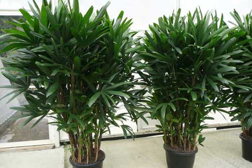 Dù nhà có chật hẹp tới mấy bạn cũng nên trồng ngay cây này trong nhà nếu không có thể sẽ hối tiếc