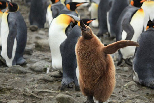 Những đặc điểm thú vị về loài chim cánh cụt vua