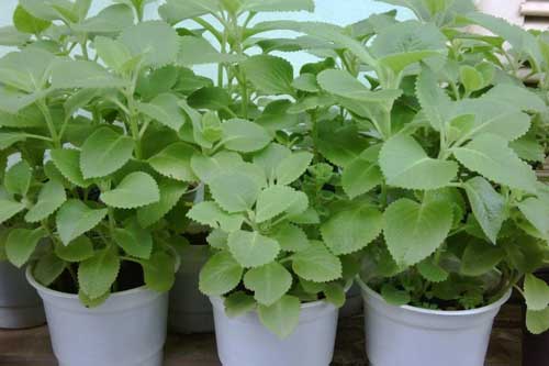 Không có cây này trong nhà bạn có thể sẽ hối hận cả đời - dưới đây chính là nguyên nhân