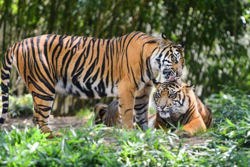 Sau ngày 10/6 Âm lịch, 3 con giáp này dễ được 'Thần Tài ban phước', giàu bất thình lình