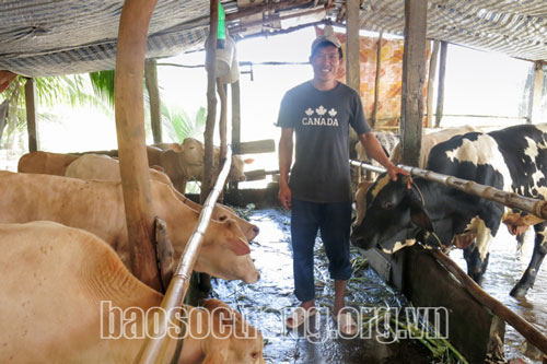 Sóc Trăng: Thu nhập tốt nhờ nuôi bò sinh sản kết hợp bò vỗ béo