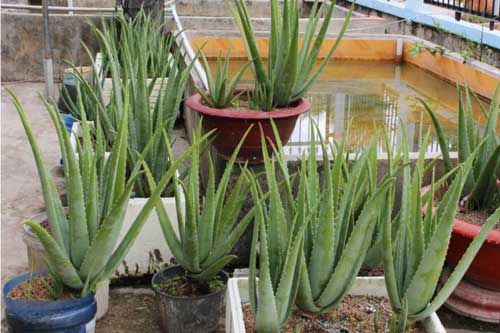 Nếu trong nhà bạn không trồng cây này có thể sẽ hối hận vô cùng