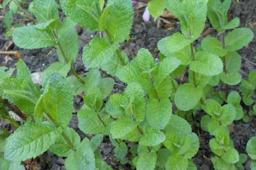 Hướng dẫn cách trồng cây húng lũi đơn giản ngay tại nhà