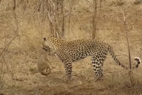 CLIP: Chó rừng nhận cái kết đắng khi chạm mặt báo hoa mai