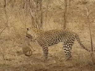 CLIP: Chó rừng nhận cái kết đắng khi chạm mặt báo hoa mai