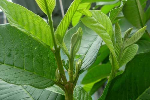 Bị những bệnh này chỉ cần dùng lá ổi đảm bảo khỏi