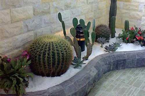 Đừng dại mà trồng cây này nhà bạn có thể gặp xui xẻo, tiền tài mất hết