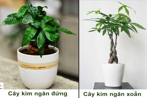 Dù nhà bạn có chật hẹp thế nào cũng nên trồng ngay 1 cây này nếu không có thể  sẽ hối hận